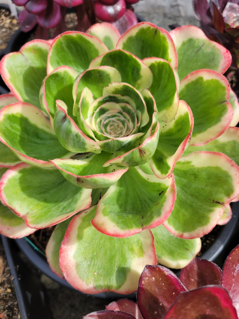 Aeonium Zeus
