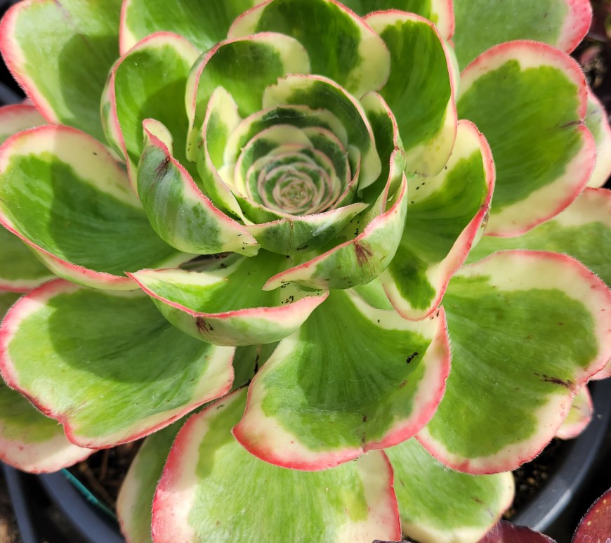 Aeonium Zeus