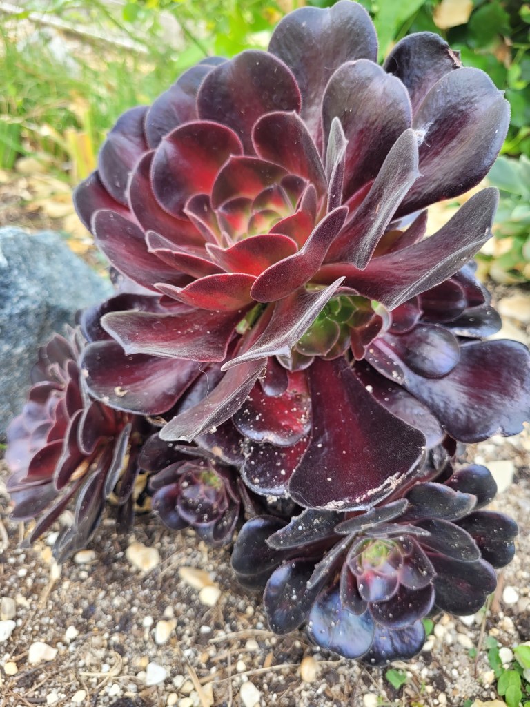 aeonium Kilimanjaro