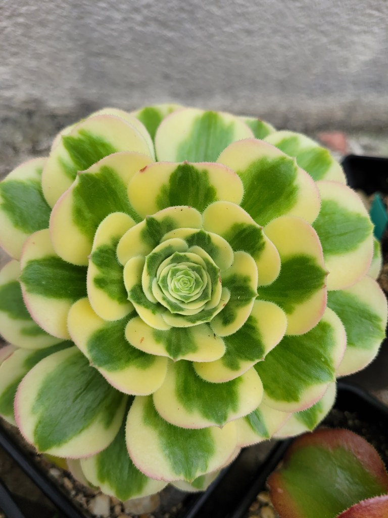 Aeonium Green Medusa