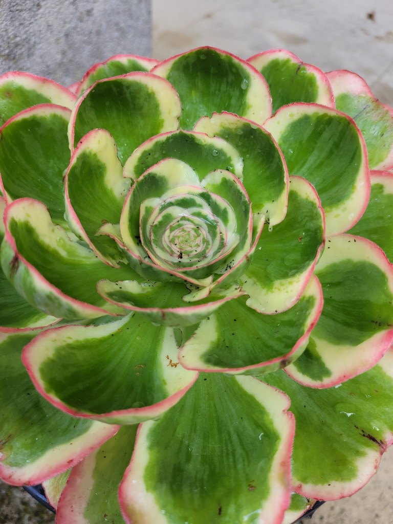 Aeonium Zeus