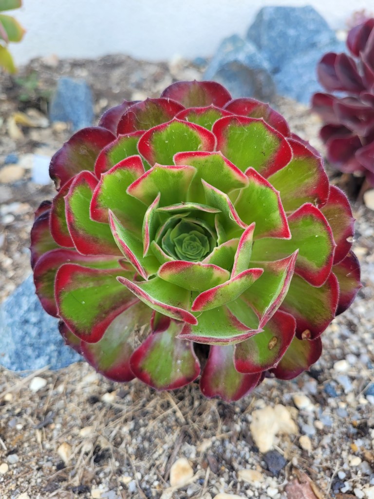 Aeonium Anna