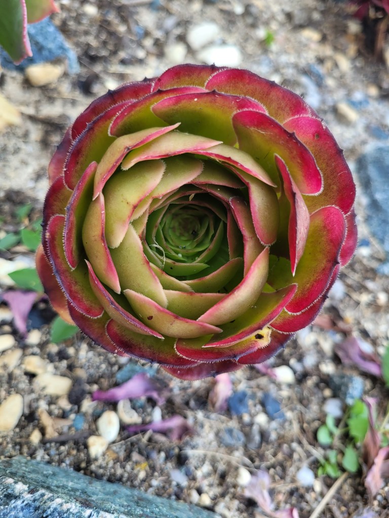Aeonium Black King Kong