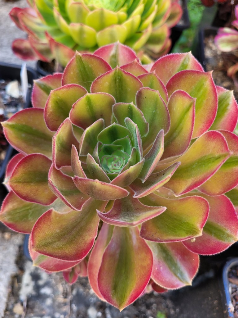 Aeonium Loki