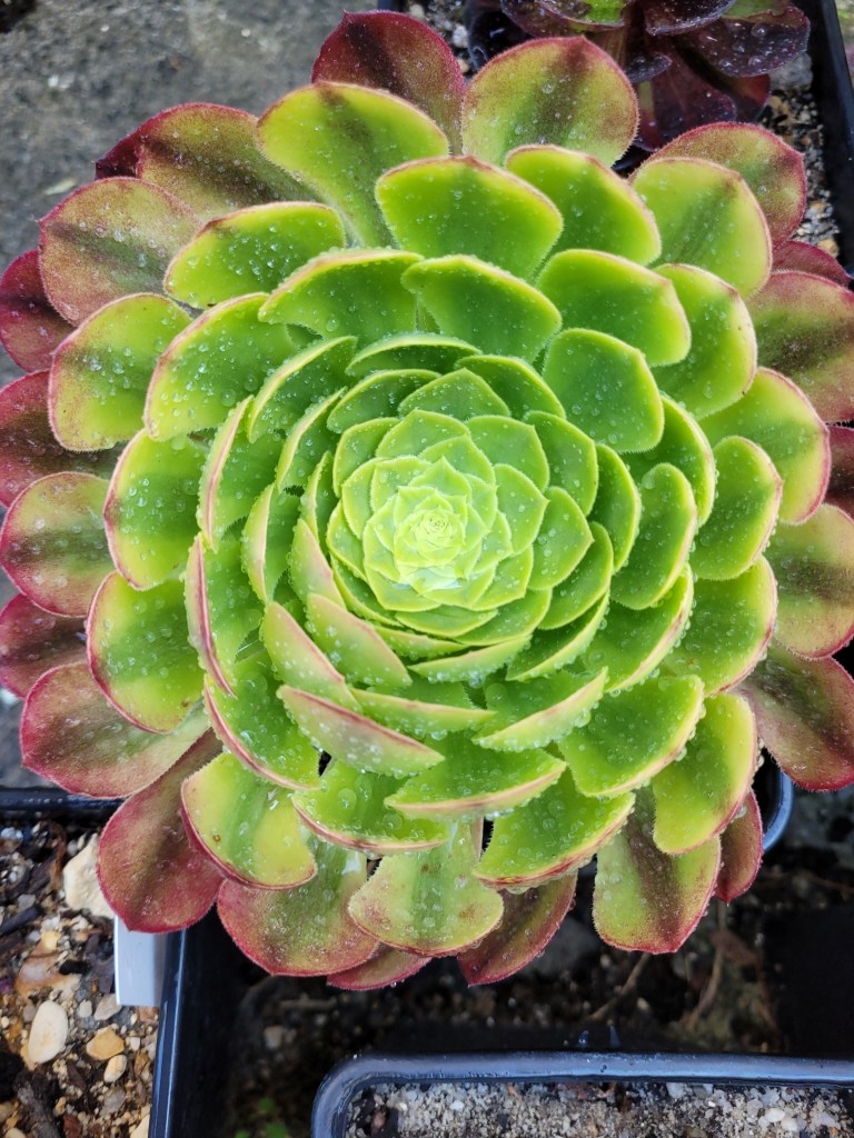 Aeonium Fiesta