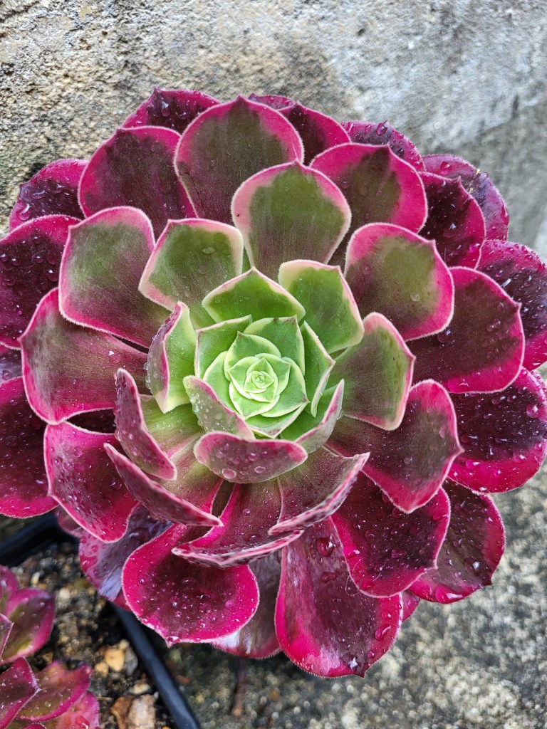 Aeonium Canary