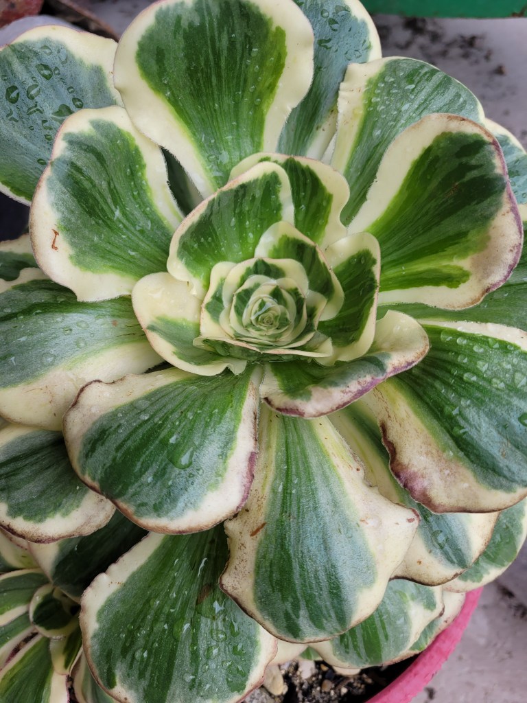 Aeonium Zeus