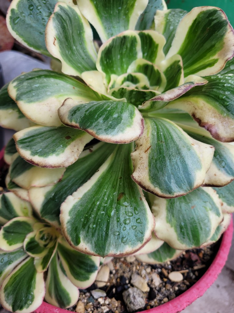 Aeonium Zeus
