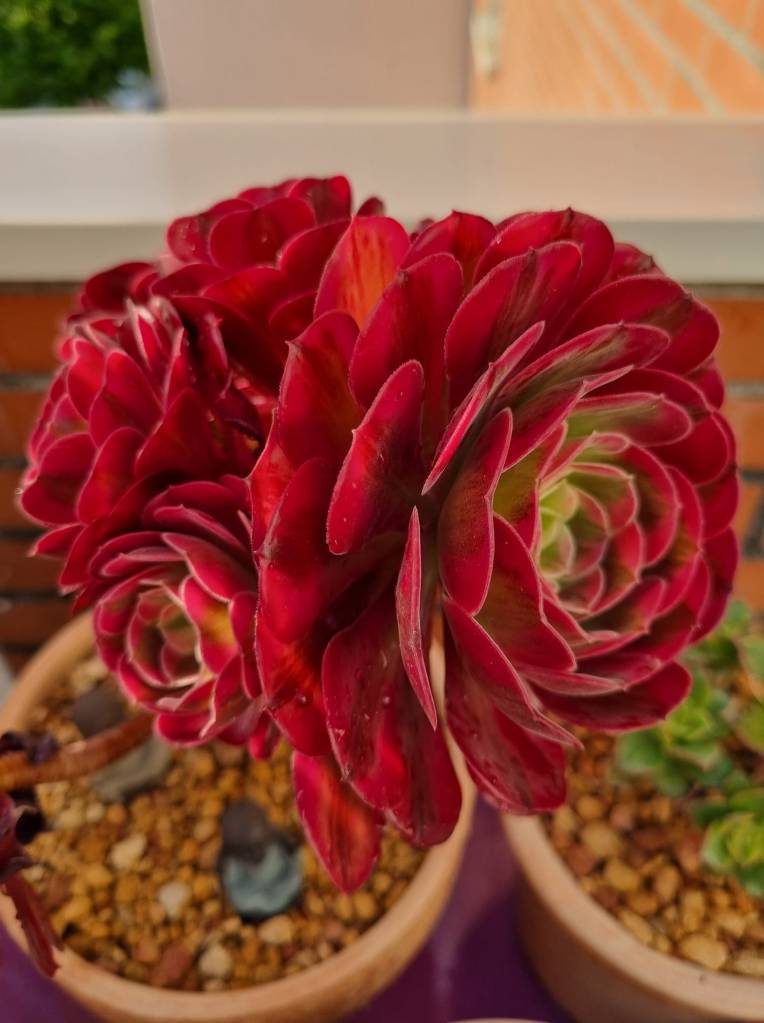 Aeonium Medusa