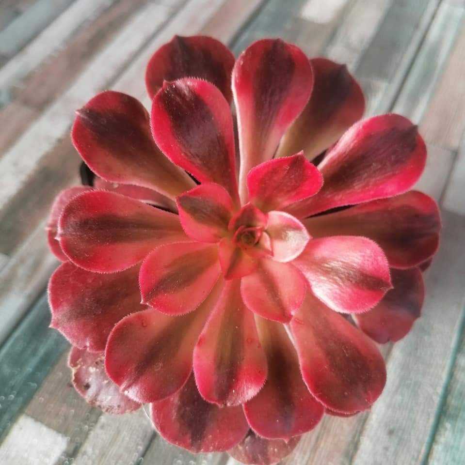 Aeonium Medusa