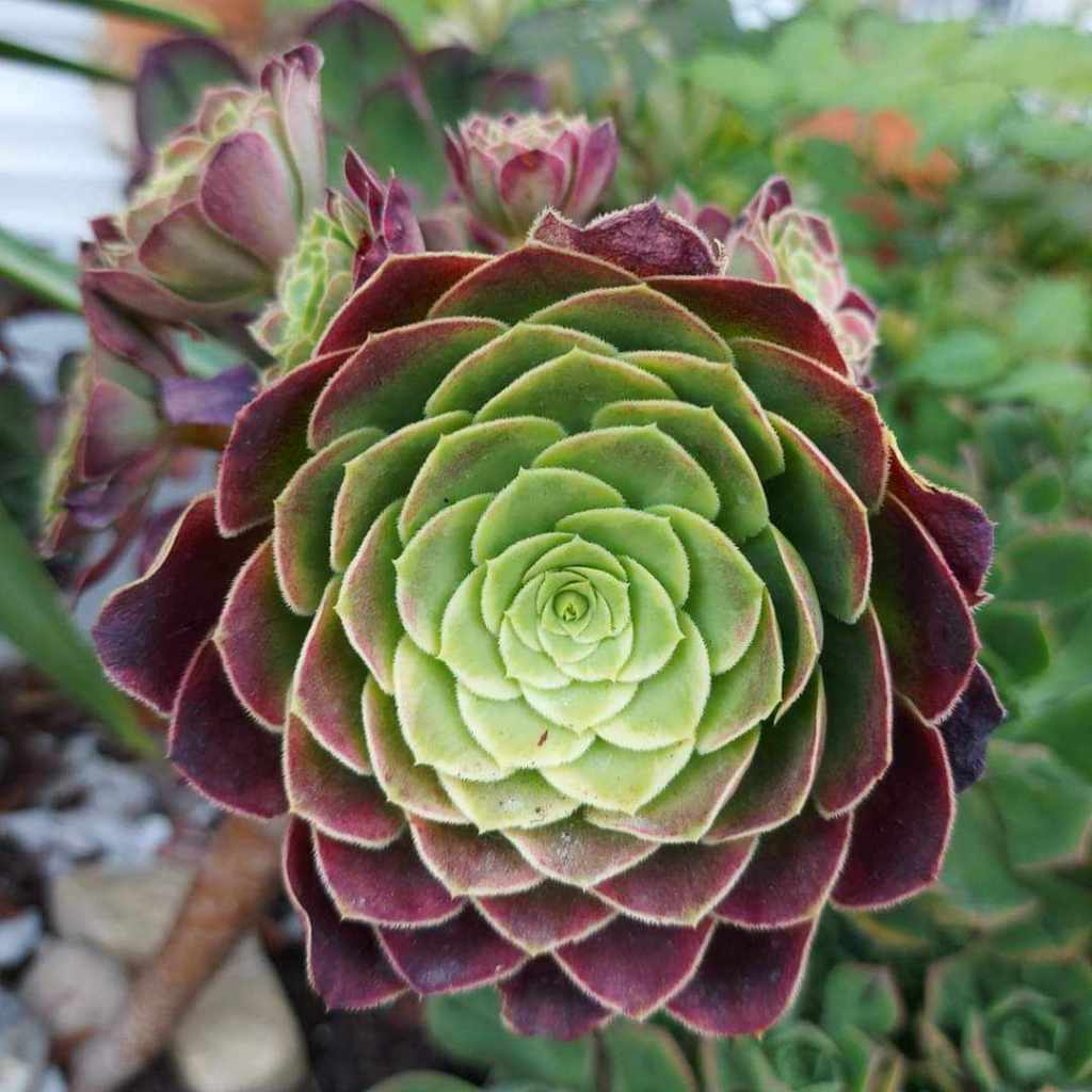 Aeonium Fiesta