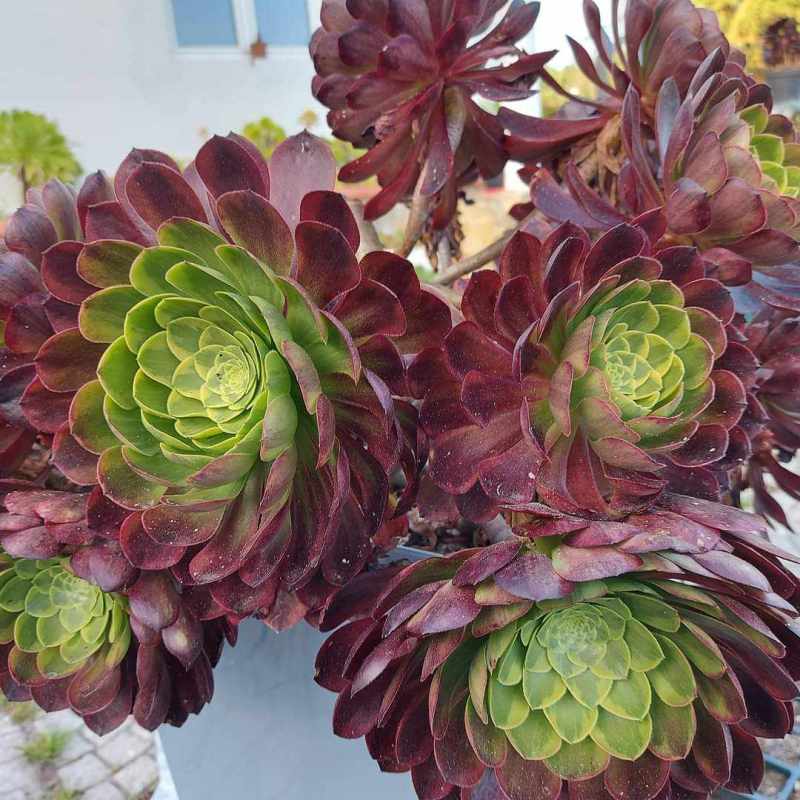 Aeonium Fiesta