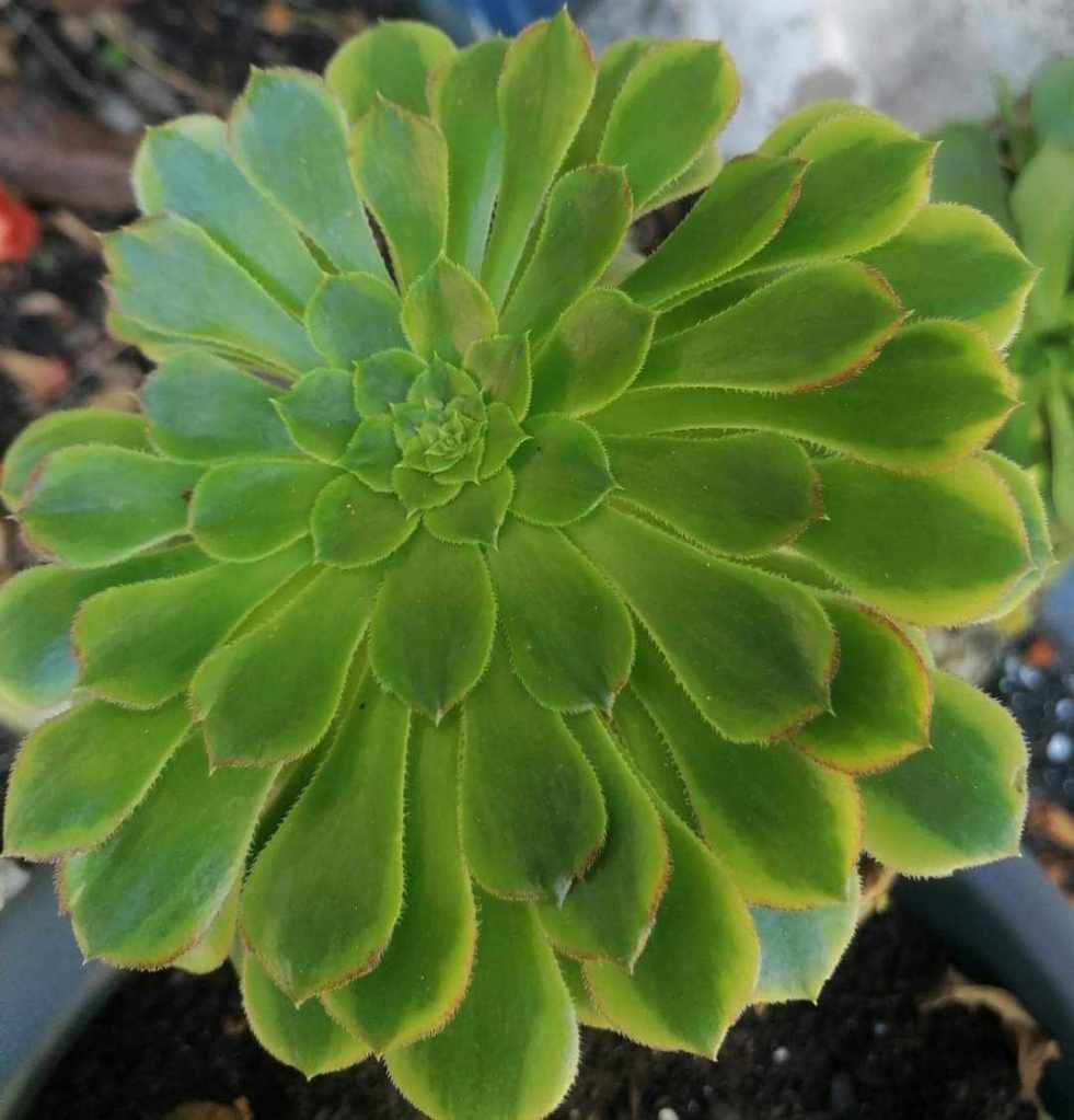 Aeonium Fiesta