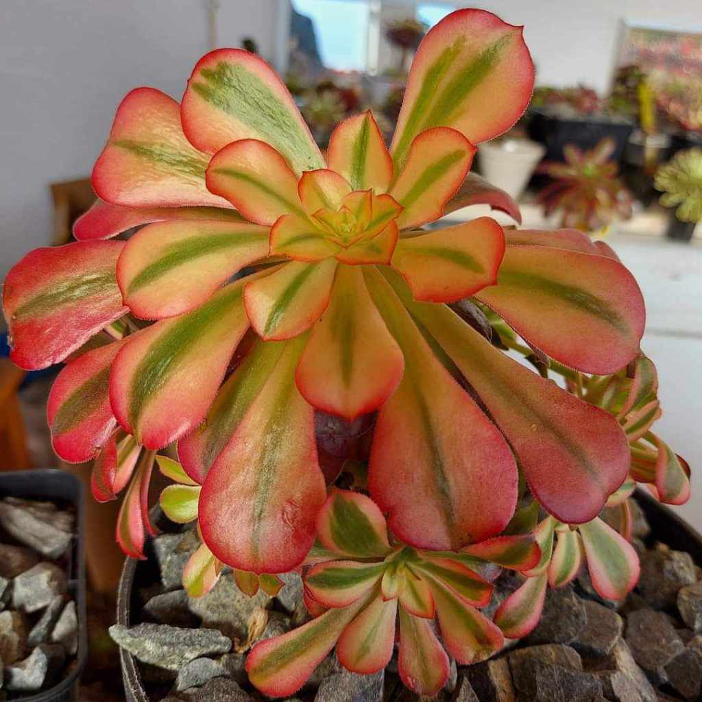 Aeonium Loki