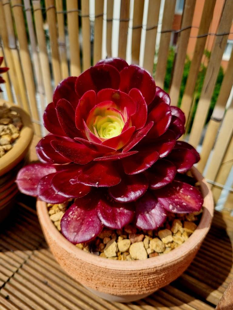 Aeonium Medusa
