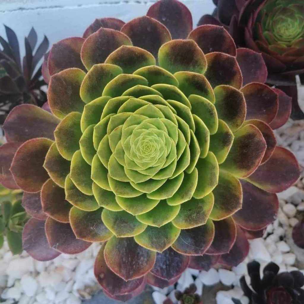 Aeonium Fiesta