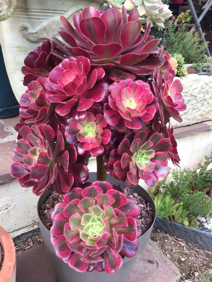 Aeonium Medusa