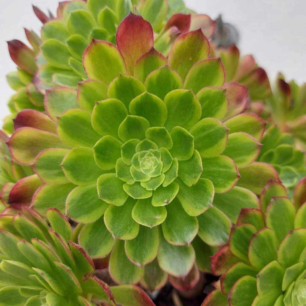 Aeonium Fiesta