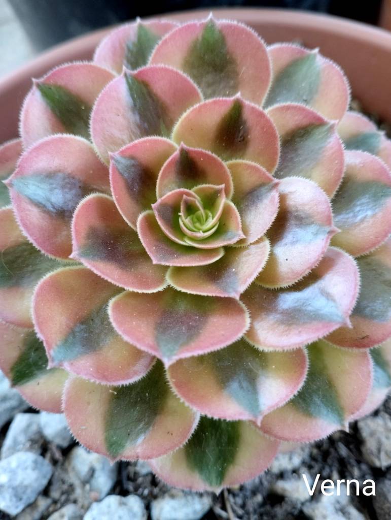 Aeonium Verna