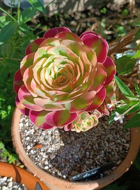 Aeonium Loki