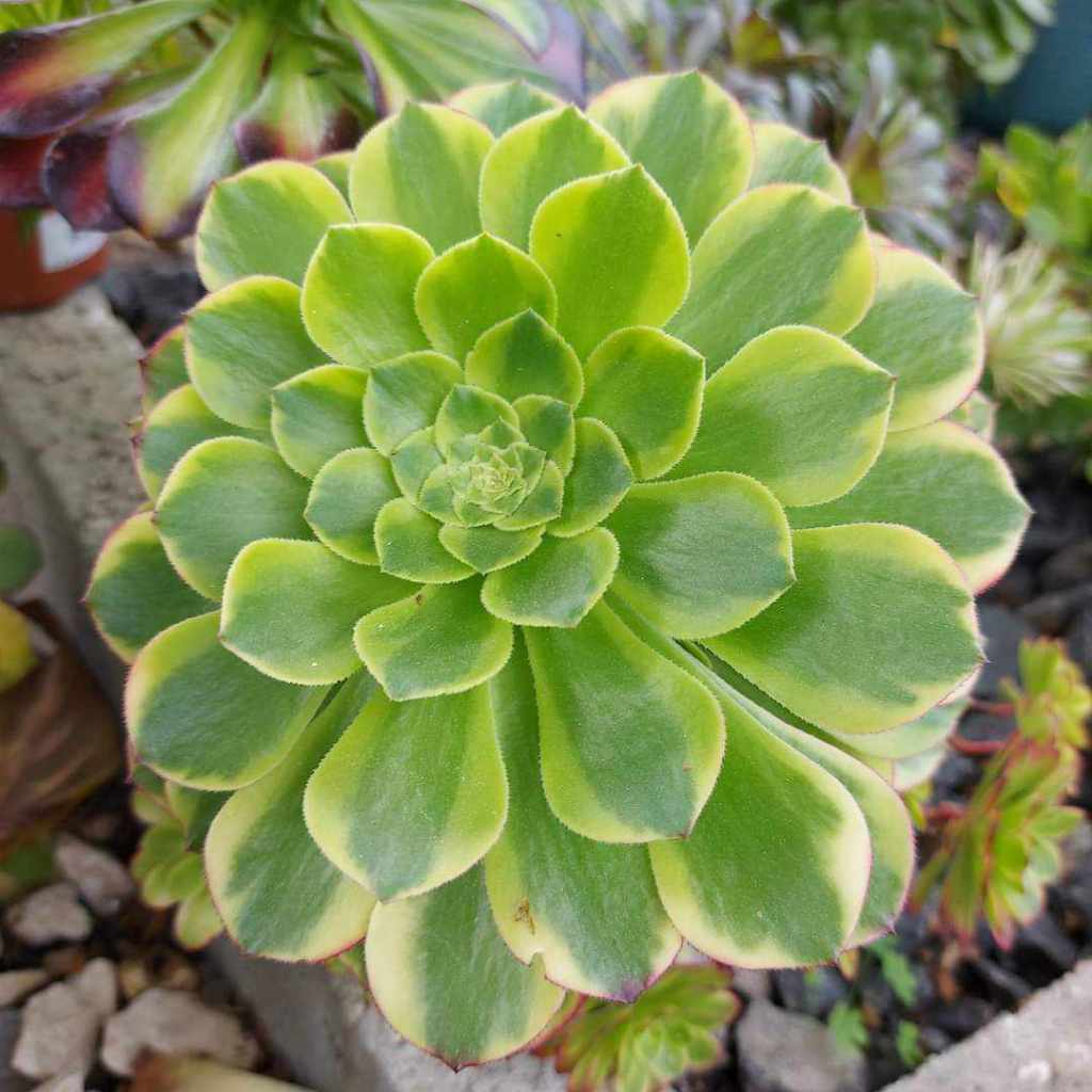 Aeonium Fiesta