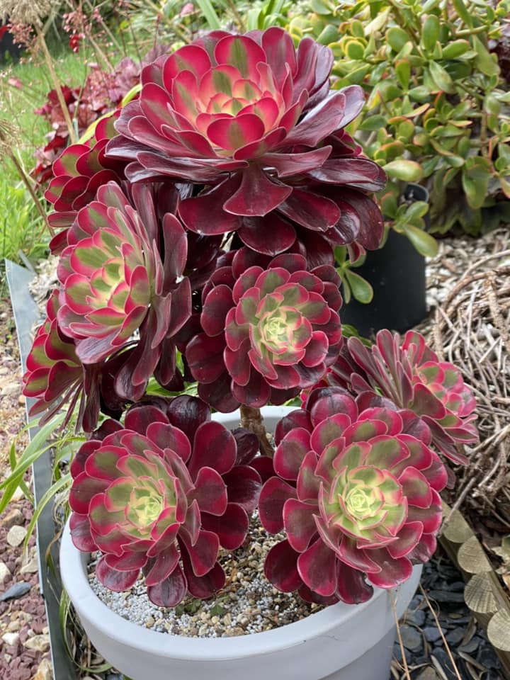 Aeonium Medusa