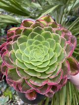 Aeonium Fiesta