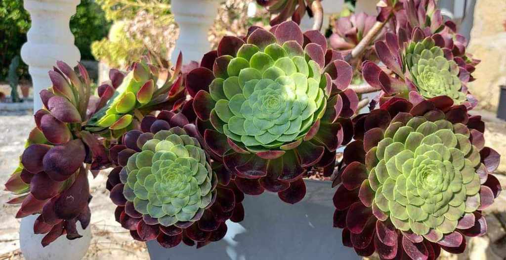 Aeonium Fiesta