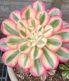 Aeonium Loki