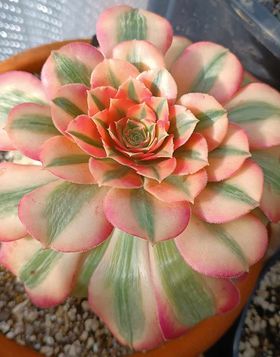 Aeonium Loki