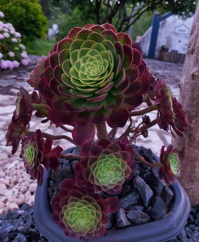 Aeonium Fiesta