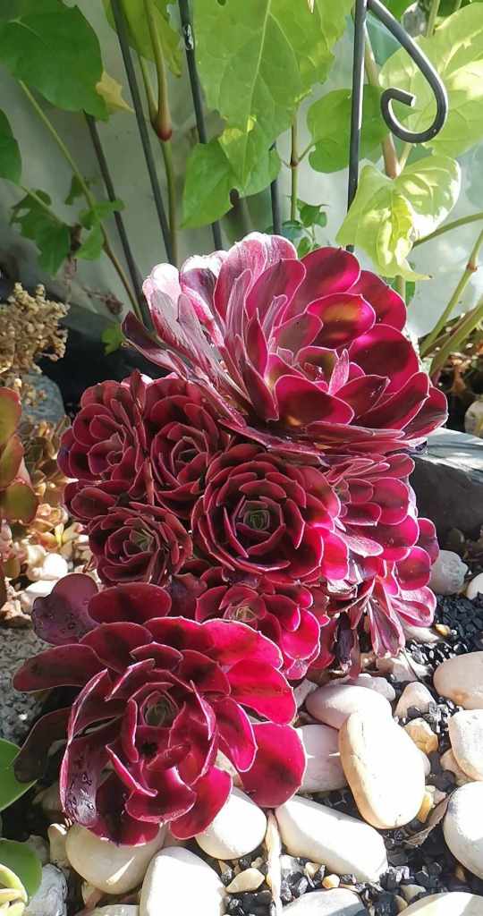 Aeonium Medusa