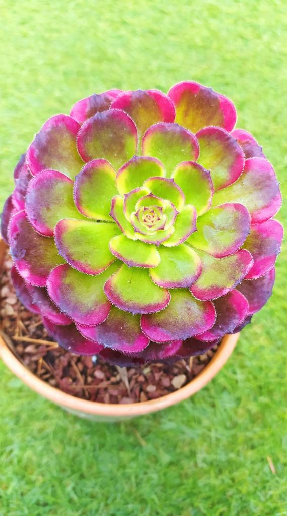 Aeonium Black King Kong