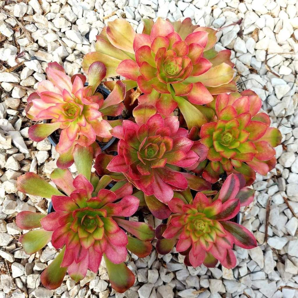 Aeonium Athena