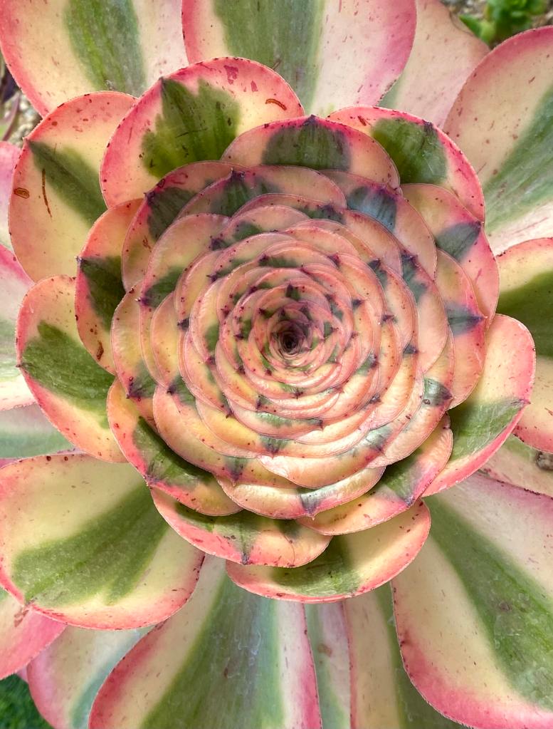 Aeonium Zeus