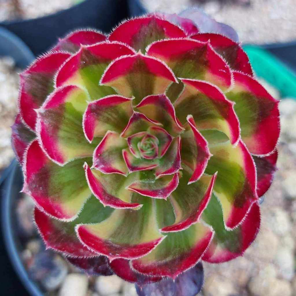 Aeonium Chanel