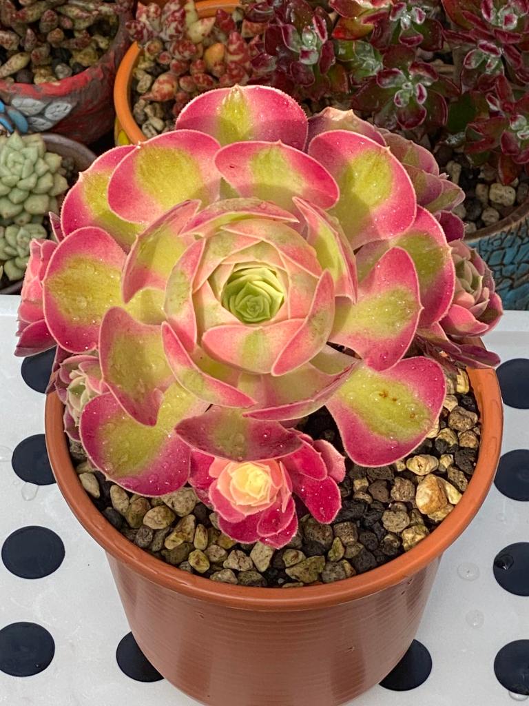 Aeonium Pink Witch