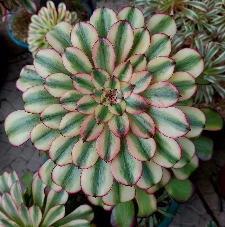Aeonium Venus