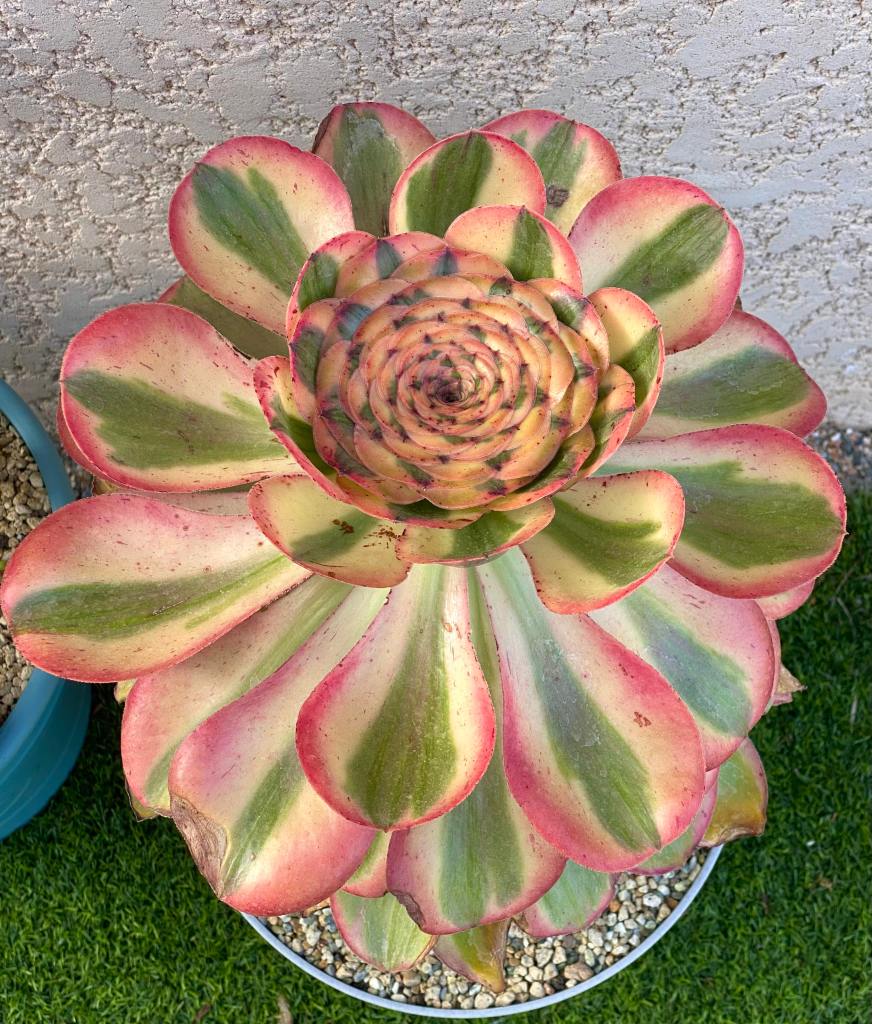Aeonium Zeus