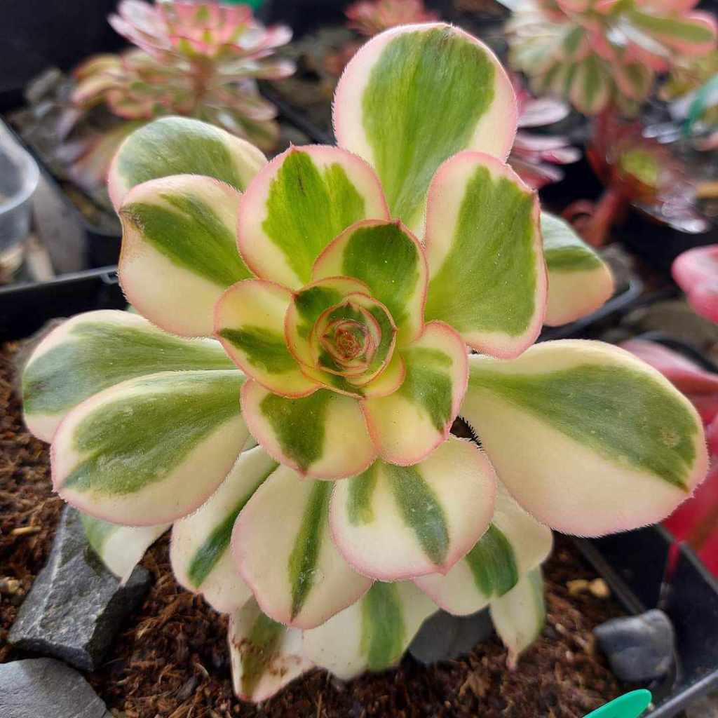 Aeonium Zeus