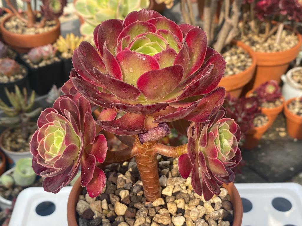 Aeonium Anna