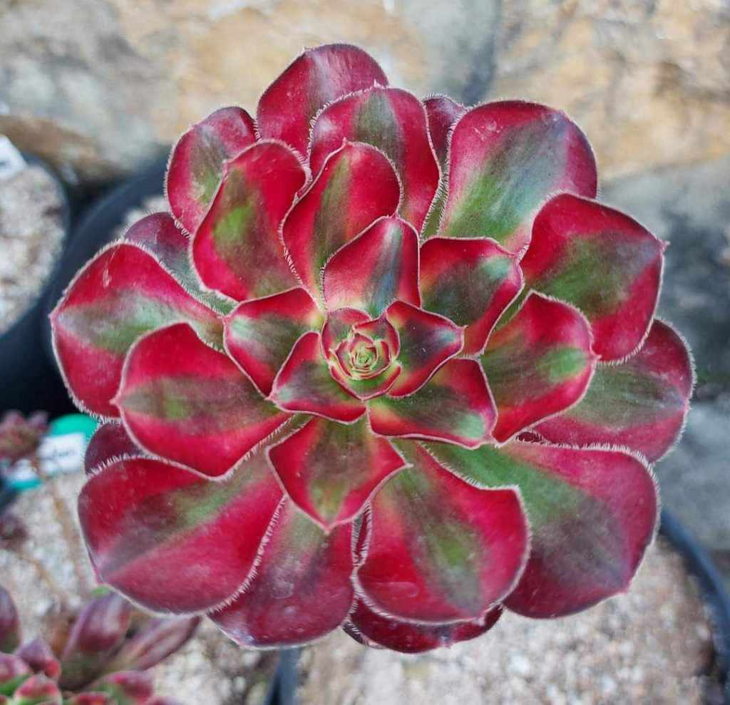 Aeonium Chanel