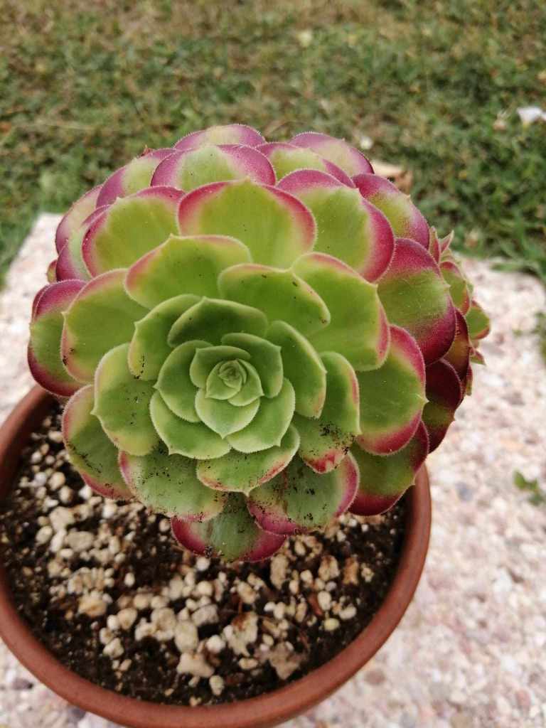 Aeonium Anna