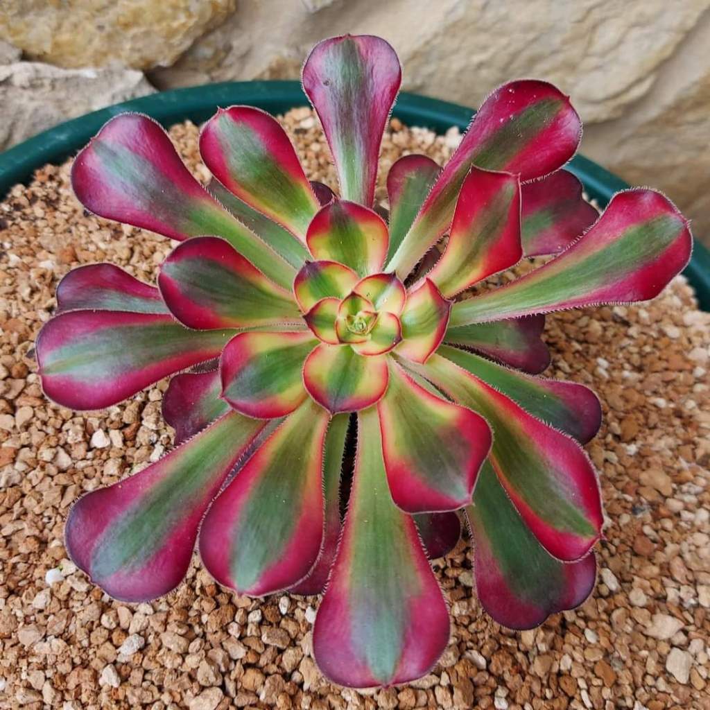 Aeonium Chanel