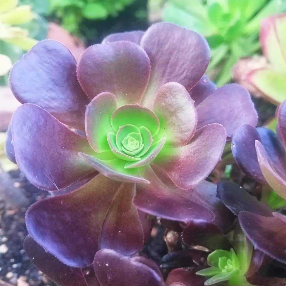 Aeonium Eden réversion 