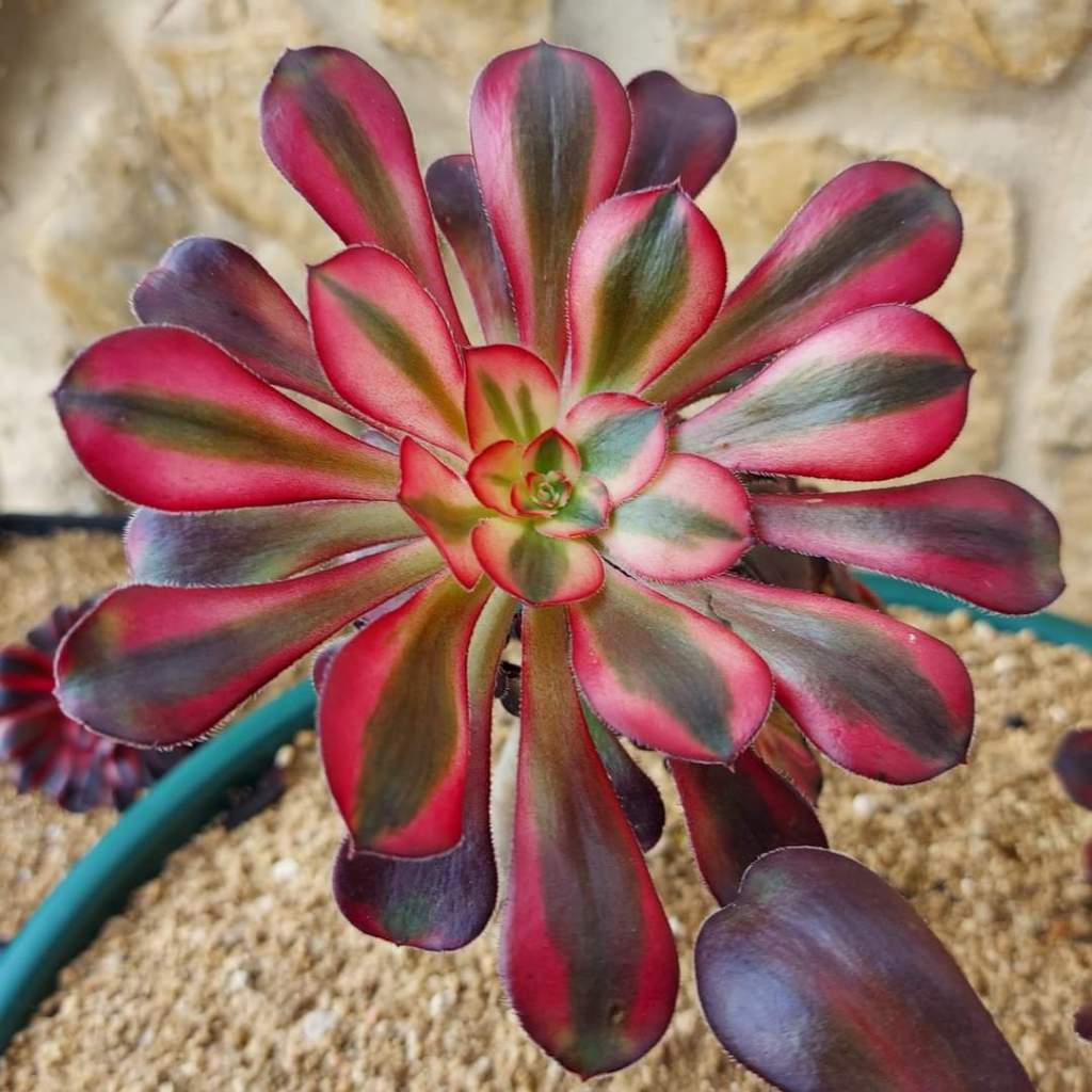 Aeonium Chanel