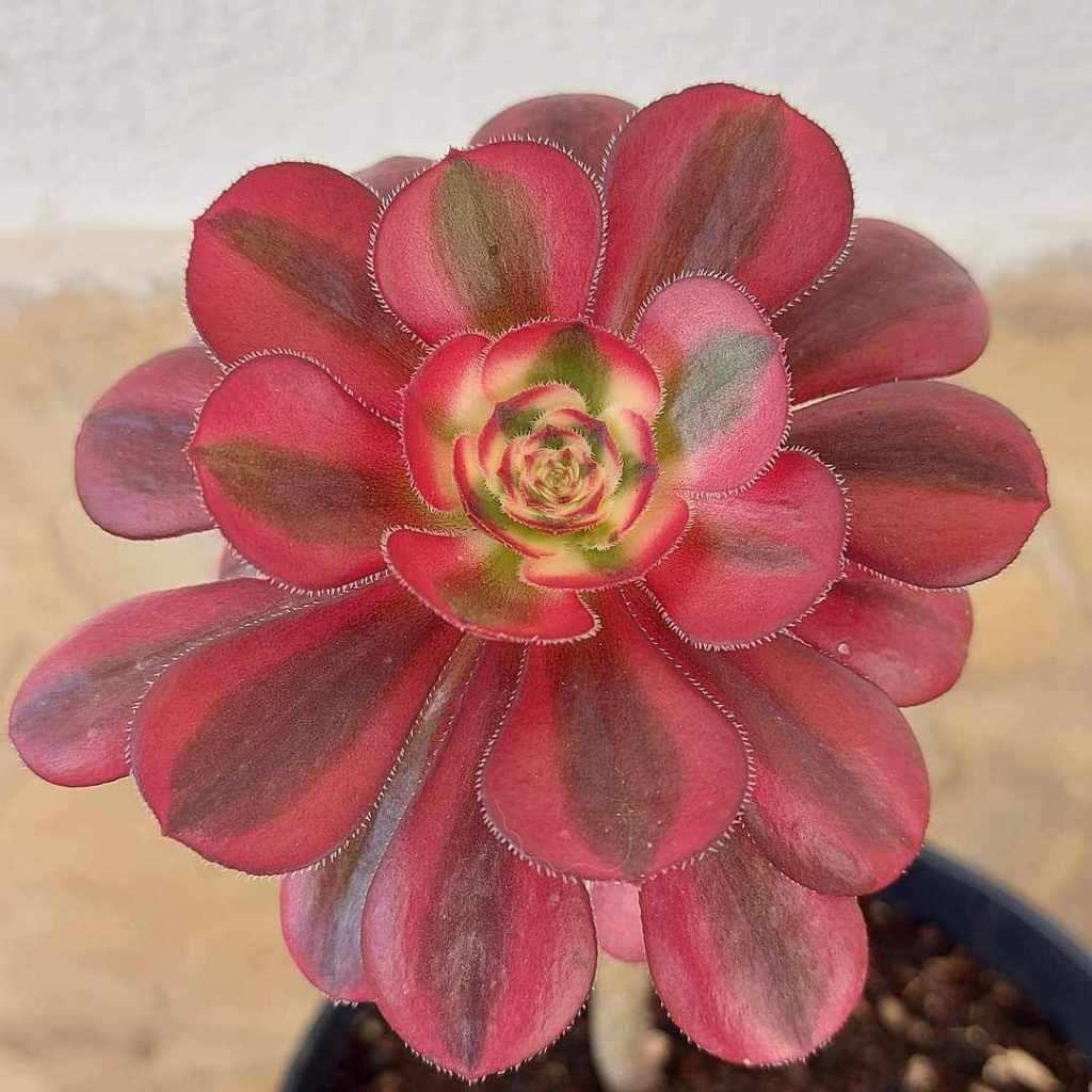 Aeonium Chanel