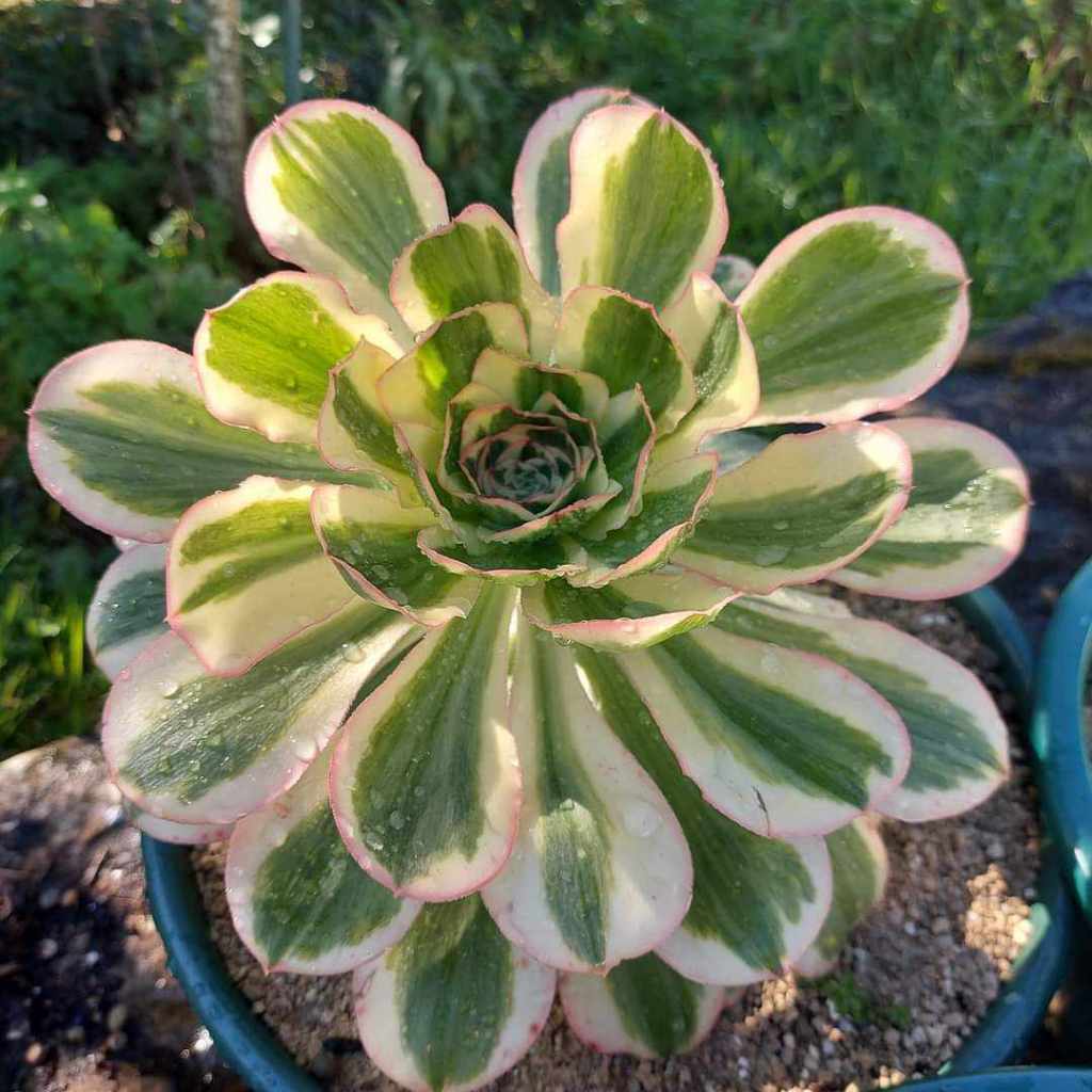 Aeonium Zeus