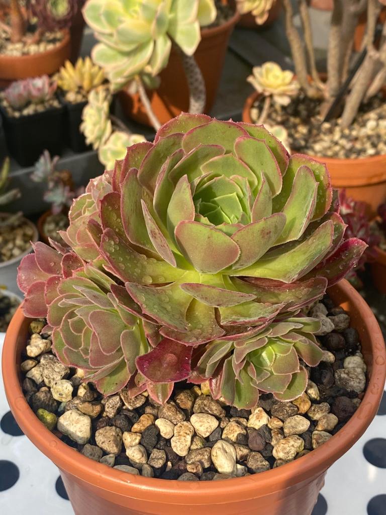 Aeonium Athena