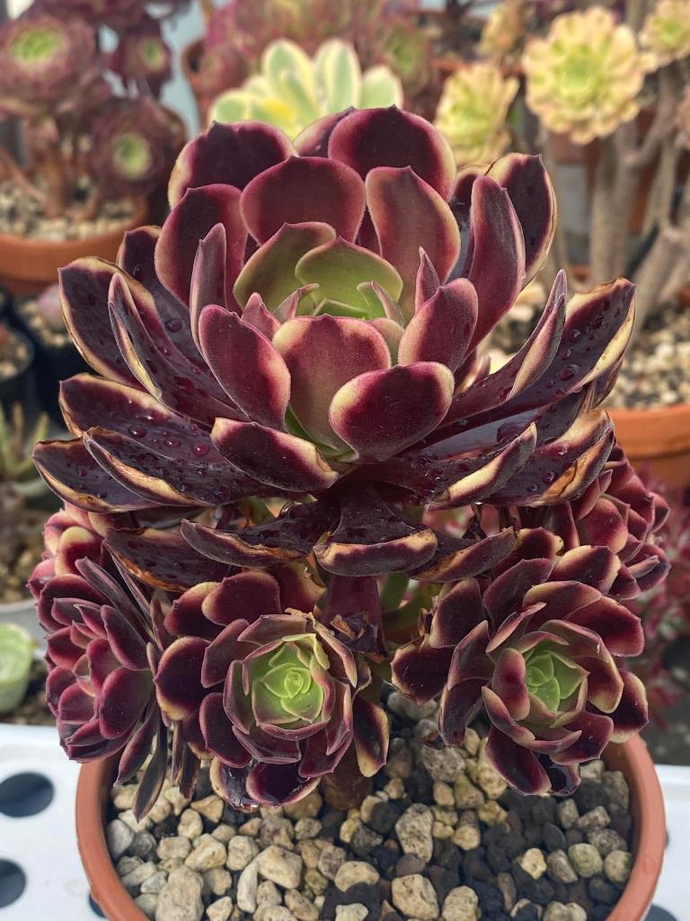 Aeonium Superbang